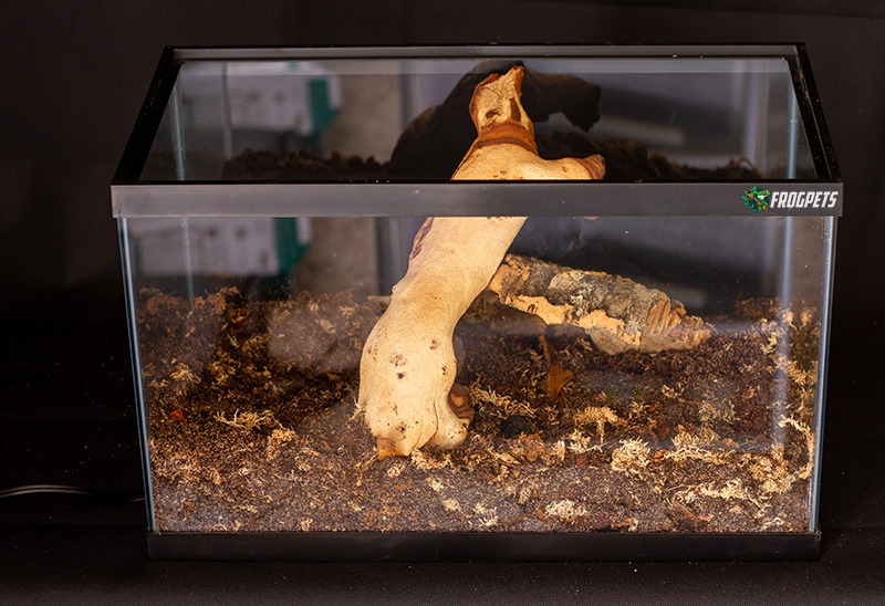 Small Pacman Frog Habitat (Step 3)