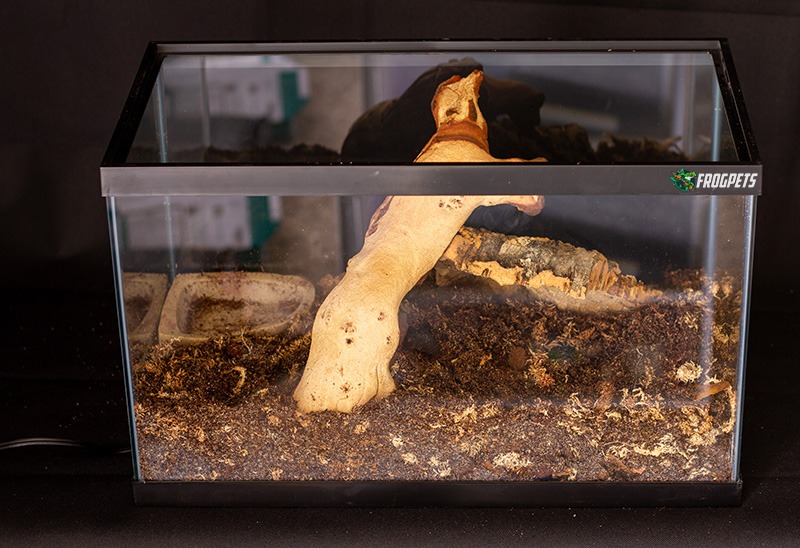 Small Pacman Frog Habitat (Step 4)