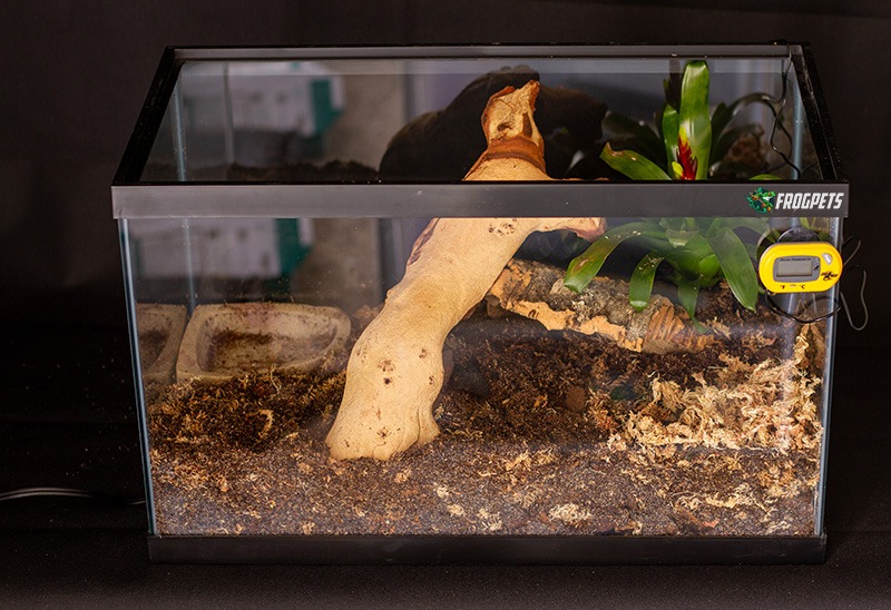 Small Pacman Frog Habitat (Step 6)