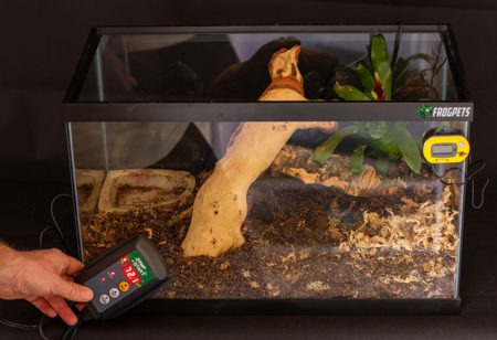 Small Pacman Frog Habitat (Step 7)