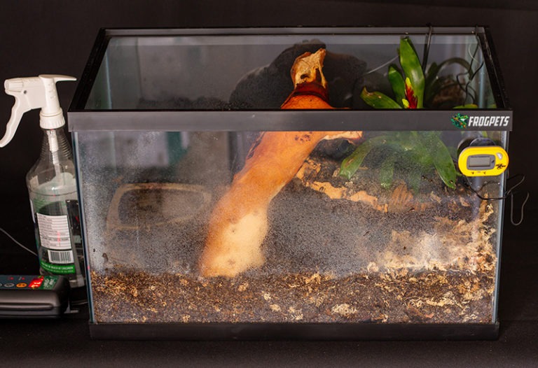 Do Pacman Frogs Need Heat? FrogPets