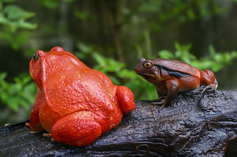 Two Adult Tomato Frogs
