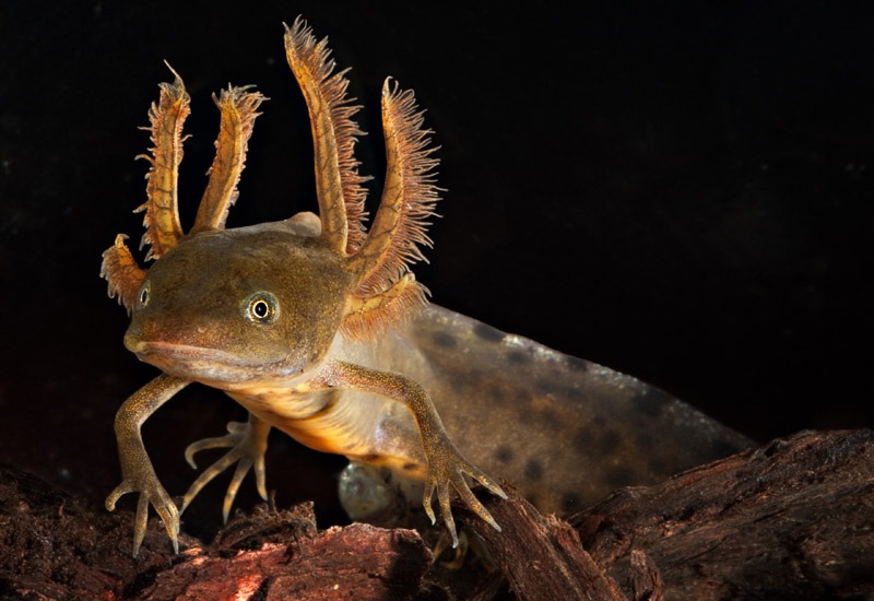 Axolotl - Salamander