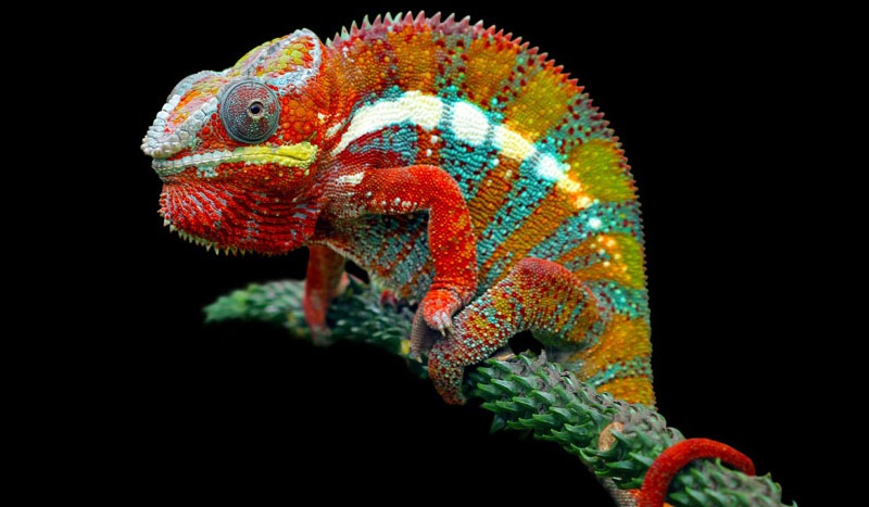 Chameleon - Reptile