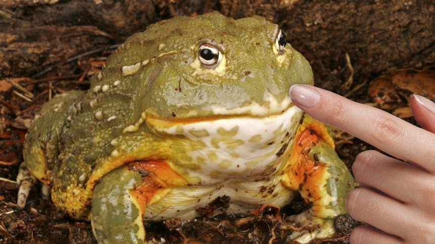 Finger Near Frog's Mouth