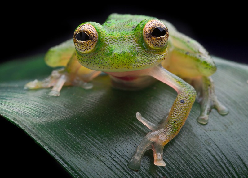 Glass Frog on a Leaf