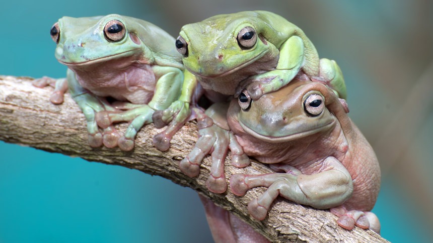 Three Australian Green Tree Frogs