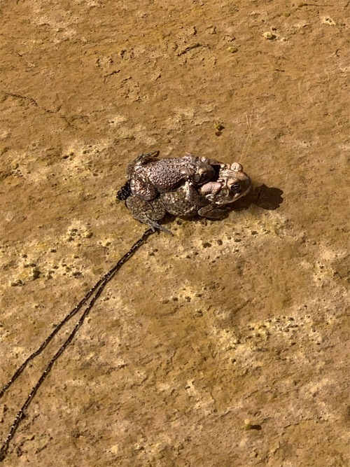 Toads Mating