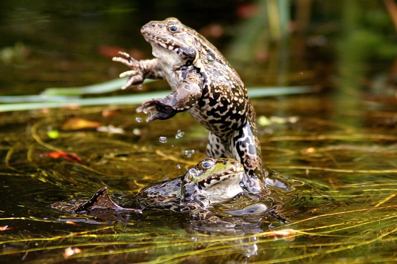 Frog Jumping Out of Water