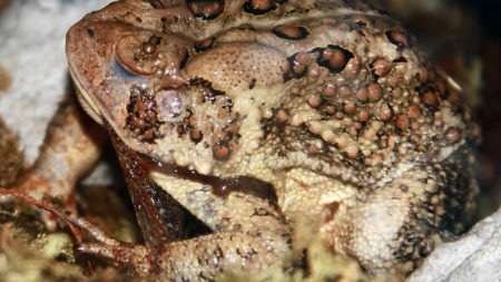 Toad Shedding Skin