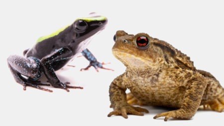 Dart Frog and Toad