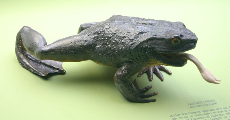 Goliath Bullfrog