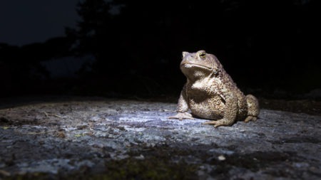 A Toad At Night