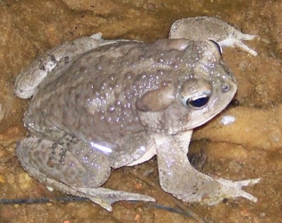 Arizona Toad
