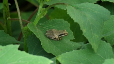 Baja California Tree Frog