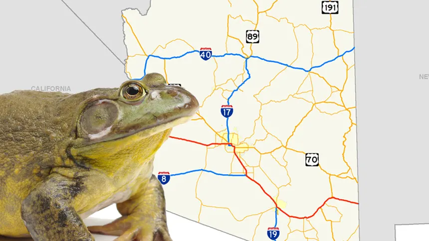 Frogs in Arizona