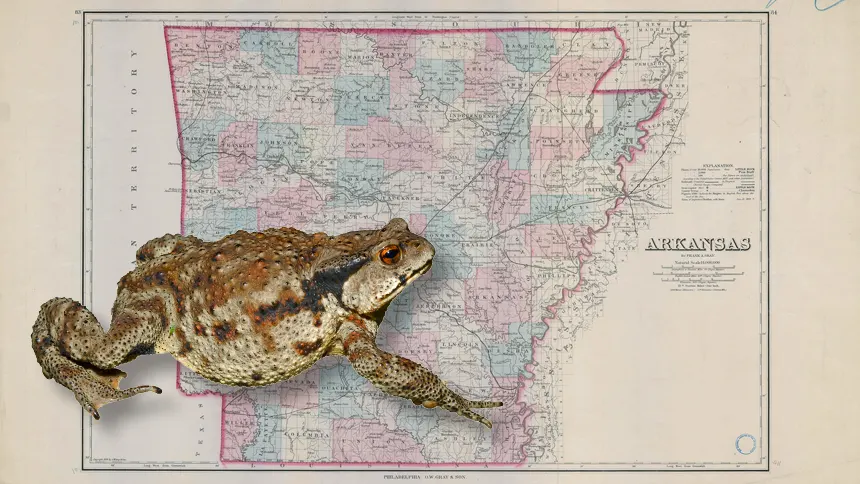 Frogs in Arkansas