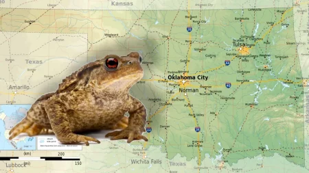 Frogs in Oklahoma