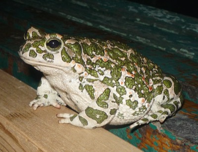 Green Toad