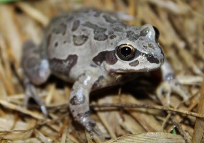 Illinois Chorus Frog