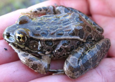 Lowland Leopard Frog