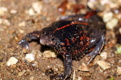 Mexican Burrowing Frog