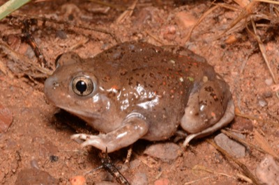Mexican Spadefoot Frog