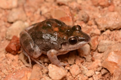 Mexican White-lipped Frog