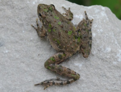 Northern Cricket Frog