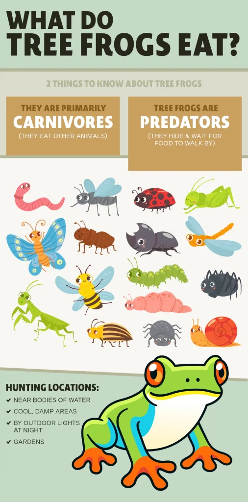"What Do Tree Frogs Eat?" Infographic