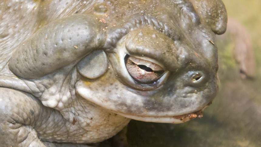 Closeup Photo of a Toad